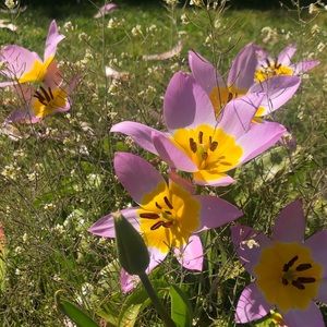 Meet your Posher, Rielle